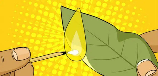 This is Why You Should Burn a Bay Leaf in Your Home