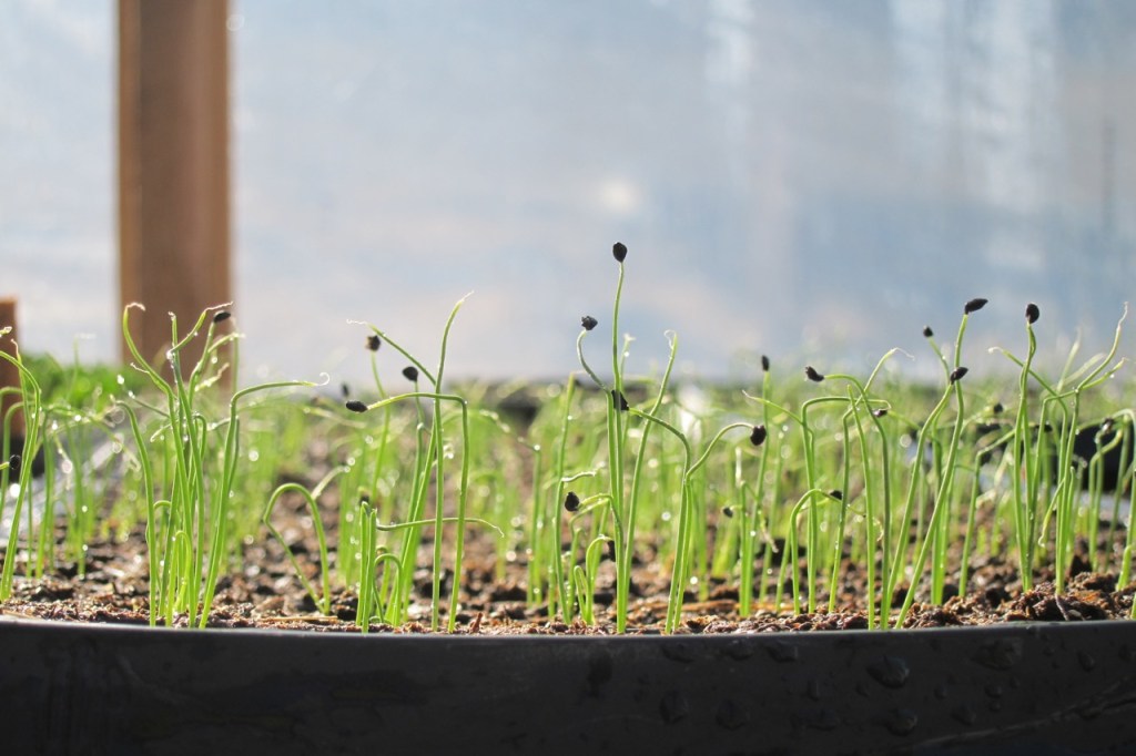 The most important thing when you’re starting an organic garden is to buy organic seeds