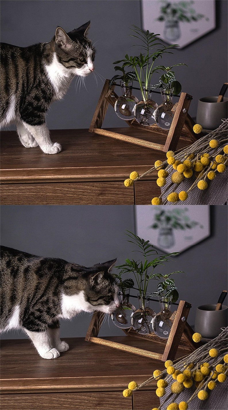 Creative Plant Terrarium with Wooden Stand, Air Planter Bulb Glass Vase Metal Swivel Holder Retro Tabletop for Hydroponics Home Garden Office Decoration