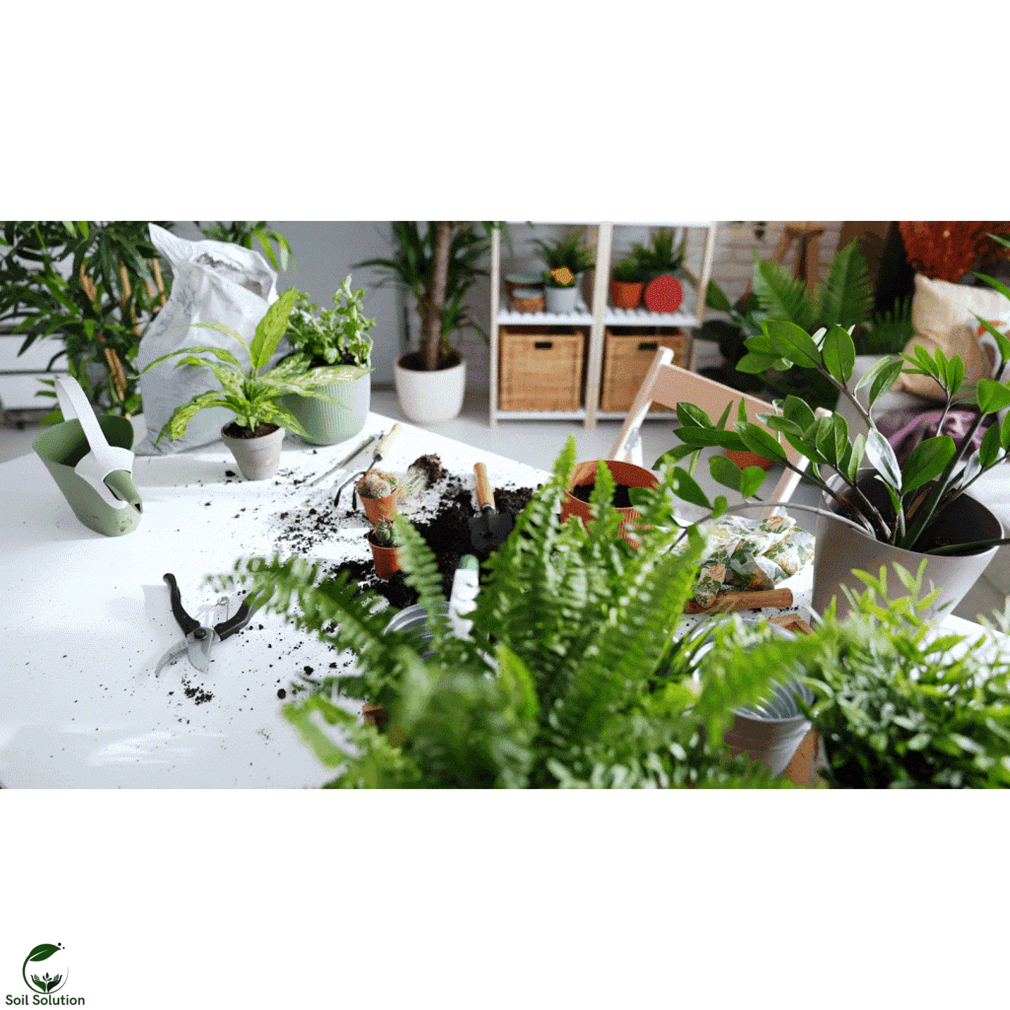 Soil Solution Biochar