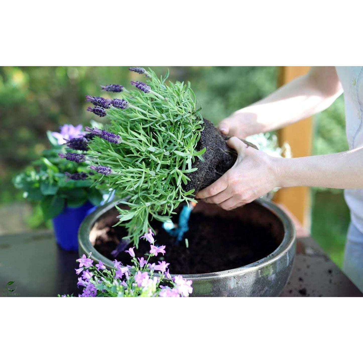 Soil Solution Biochar