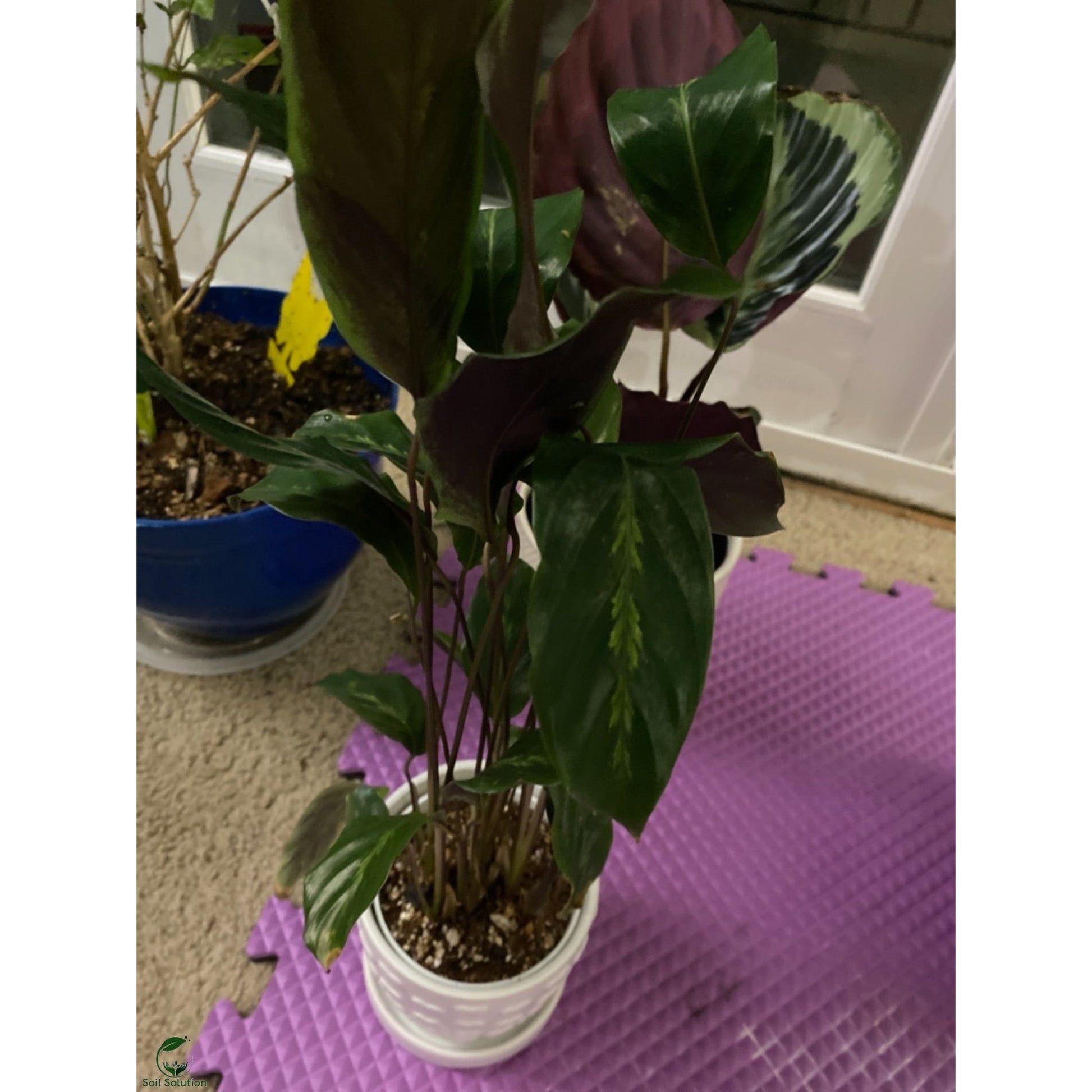 Soil Solution Biochar